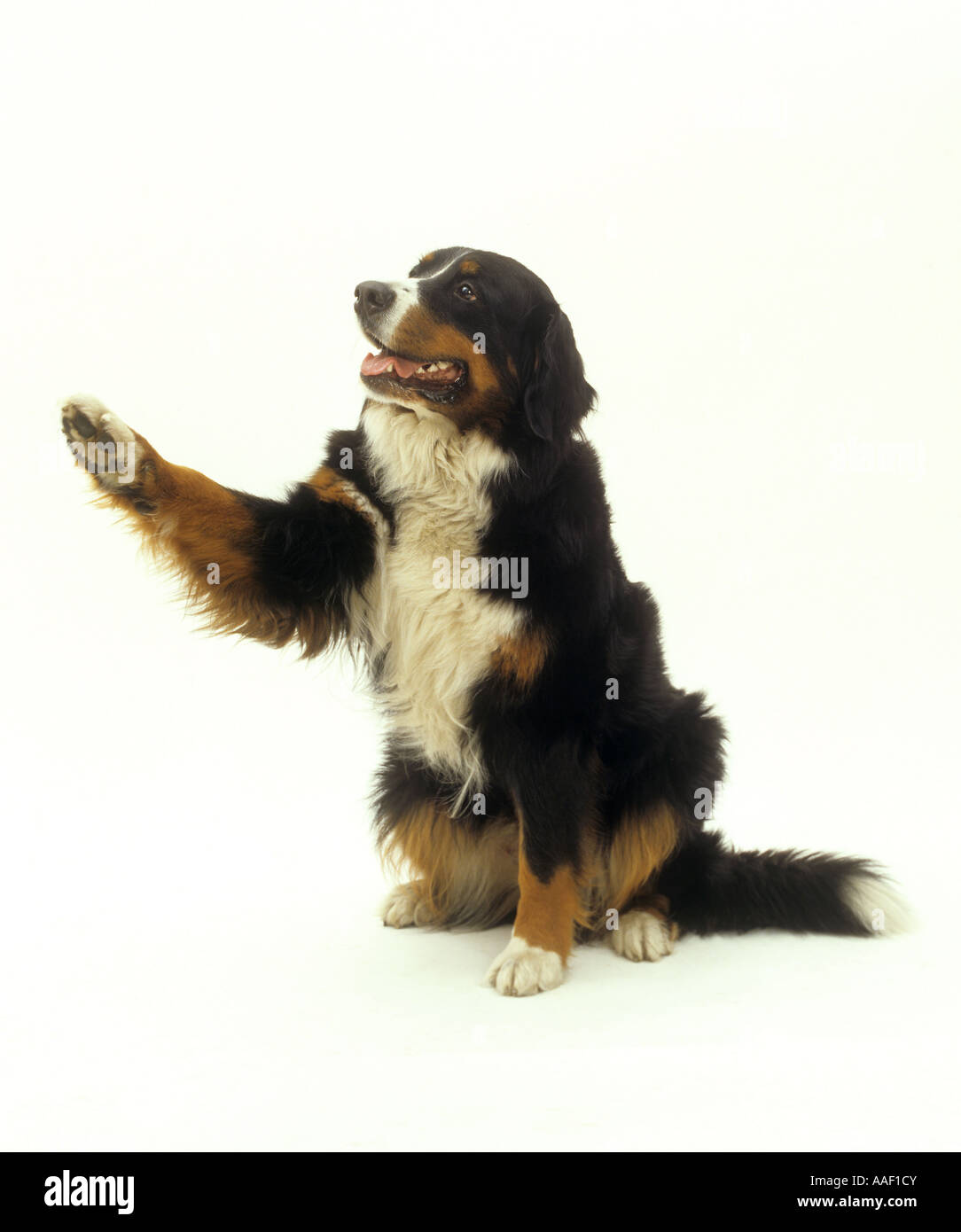 Bernese Mountain dog - giving paw Stock Photo