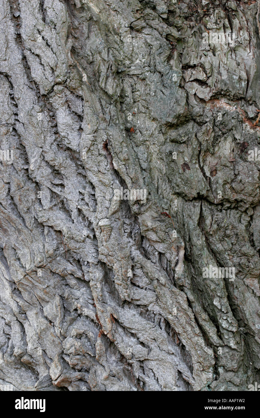 Native black poplar hires stock photography and images Alamy