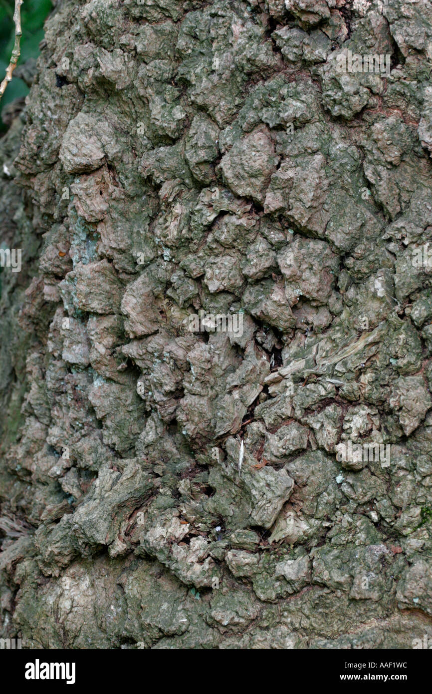 Native black poplar hires stock photography and images Alamy