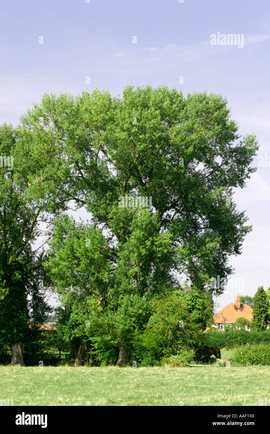 Black Poplar tree Stock Photo Alamy