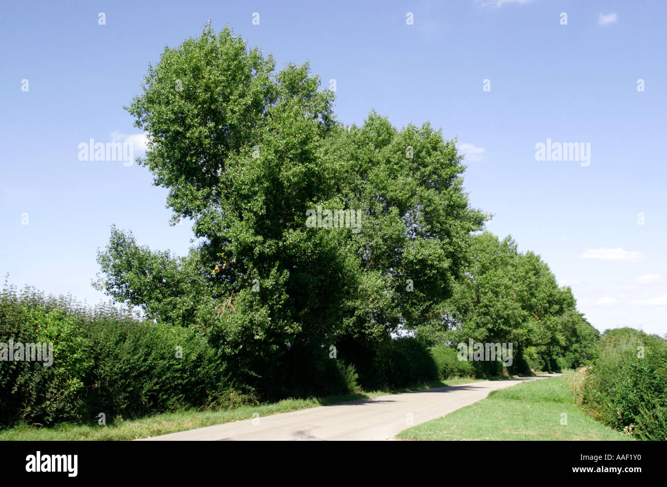 Black Poplar tree Stock Photo Alamy
