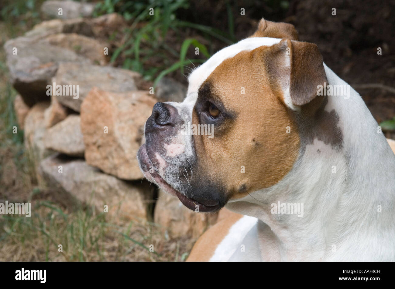 Boxer Bulldog Mix Puppies