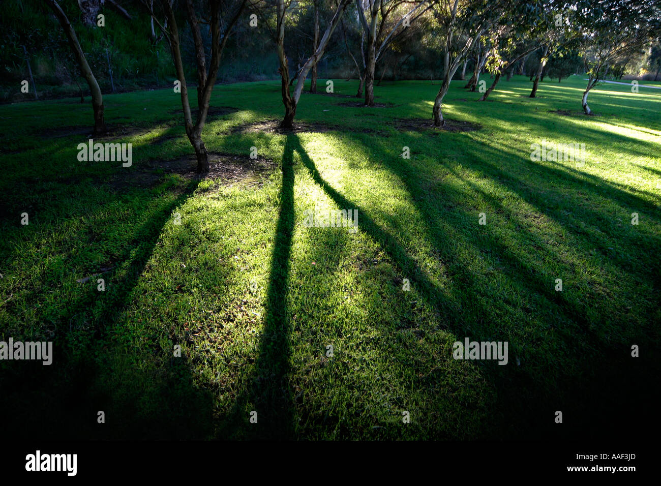 Beautiful shadow pattern of the trees on lawn Stock Photo - Alamy
