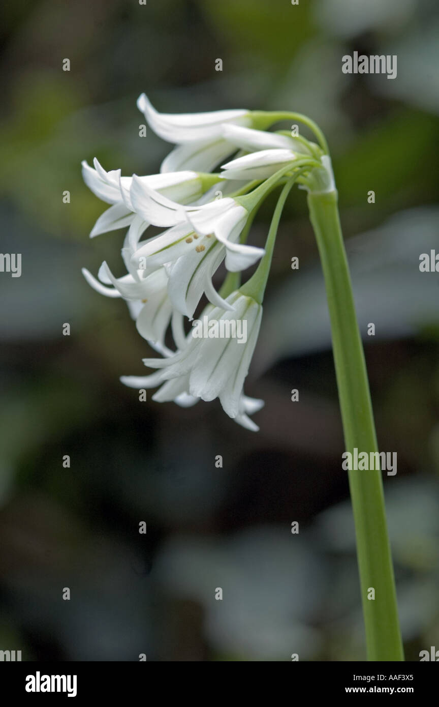 Three Cornered Leek Allium triquetrum Stock Photo