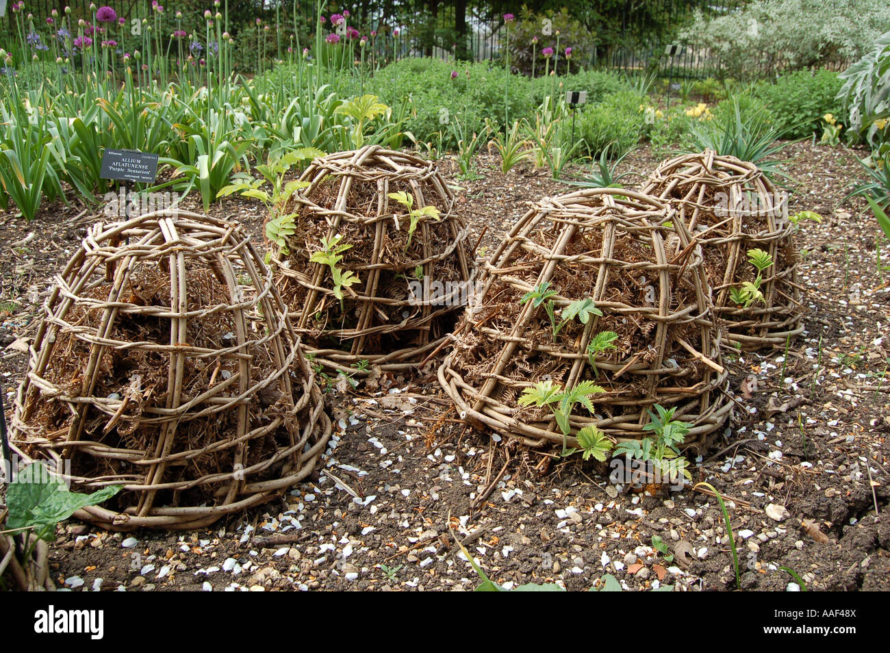 Dome shaped wicker supports supporting perennial shrubs Stock Photo Alamy
