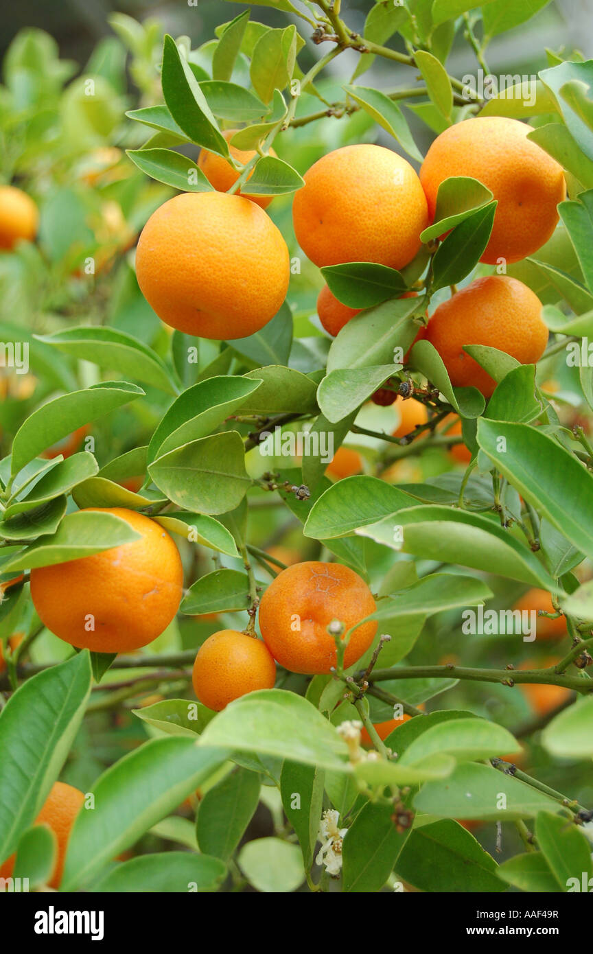 Citrus fruit growing in a greenhouse, UK Stock Photo - Alamy