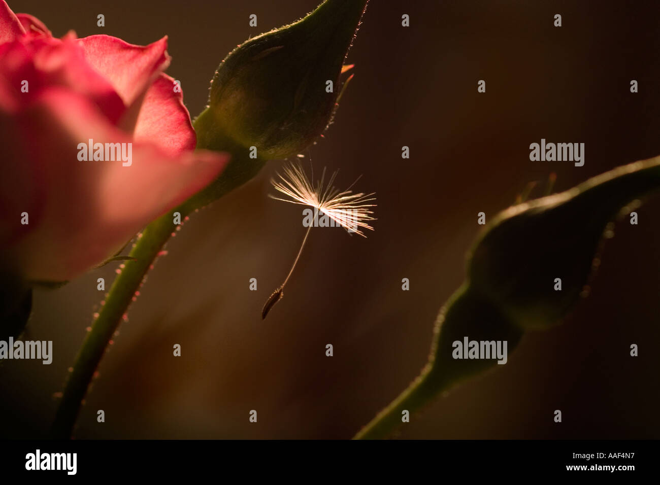 Red rose bud and a flying dandelion seeds Stock Photo