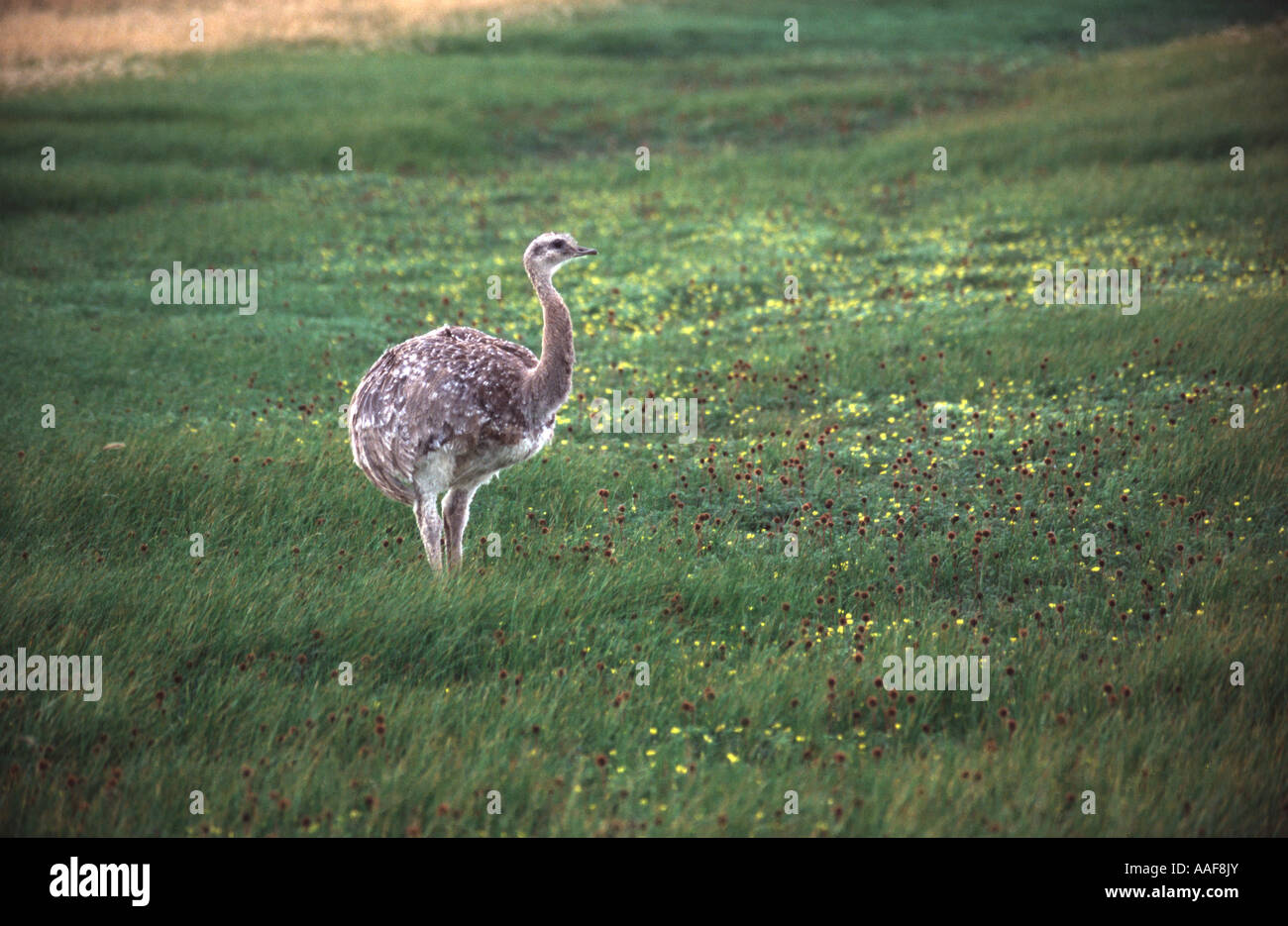 Nandu Ostrich Nandu Rhea americana Ceno Otway Chile Stock Photo