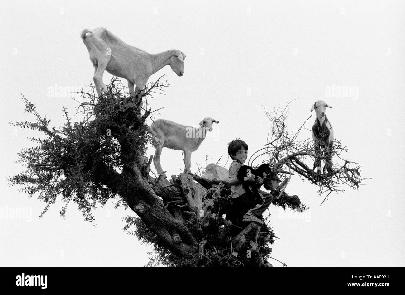 Goats grazing up a tree in Marroco Stock Photo