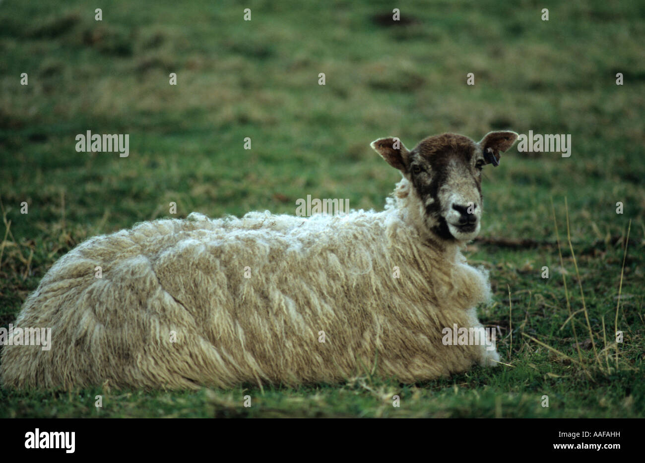 Sheep (Ovis aries) in Uk Stock Photo