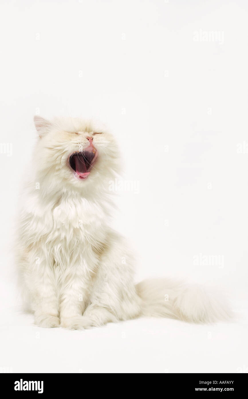 yawning cream persian cat Stock Photo Alamy