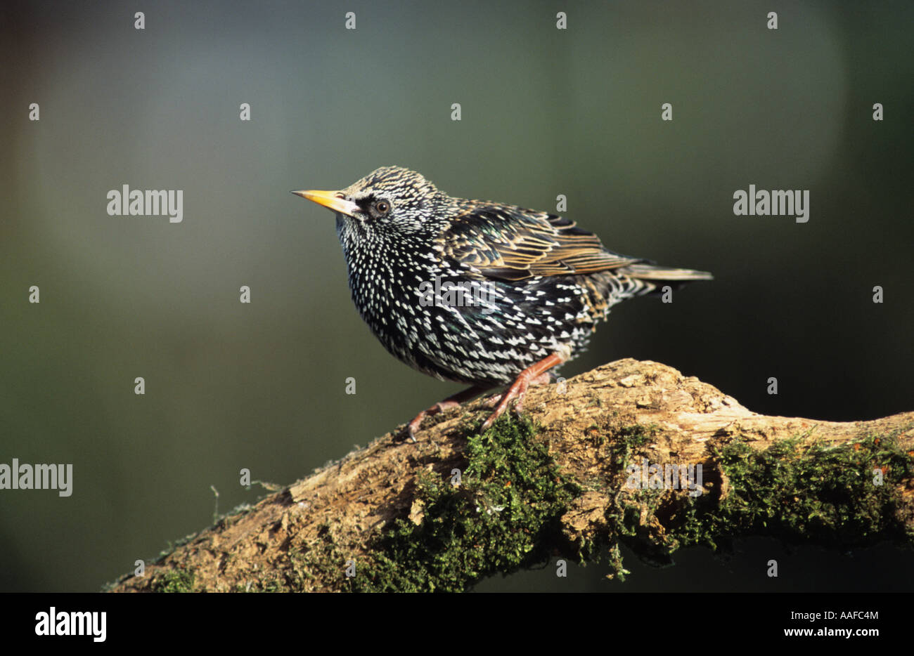Young  Starling on branch (Sturnus vulgaris) in the uk Stock Photo