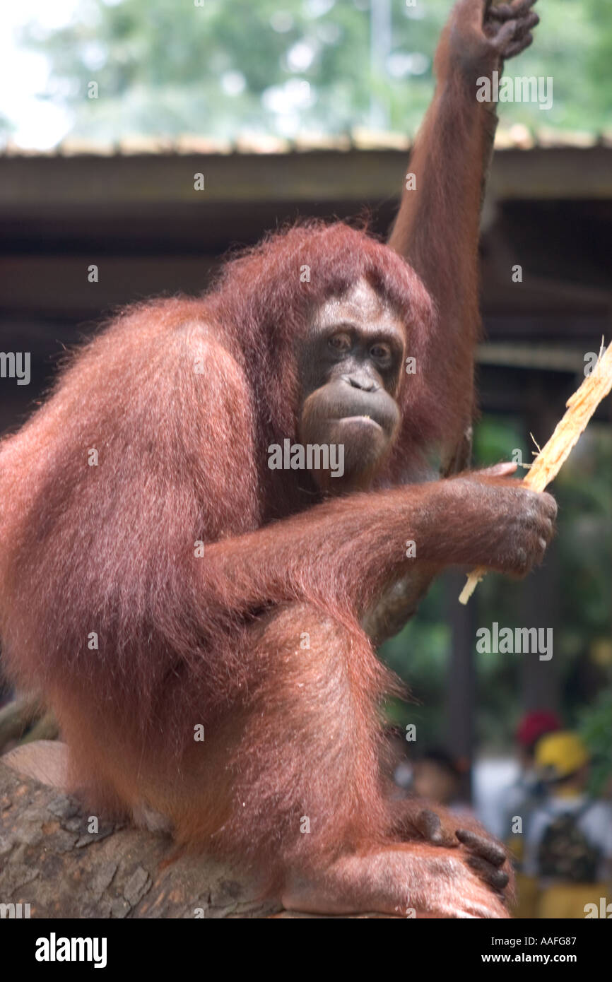Orang Outan High Resolution Stock Photography And Images Alamy Orang Outan High Resolution Stock Photography And Images Alamy