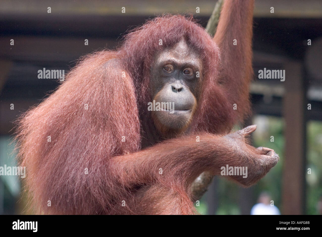 Orang Outan High Resolution Stock Photography And Images Alamy Orang Outan High Resolution Stock Photography And Images Alamy