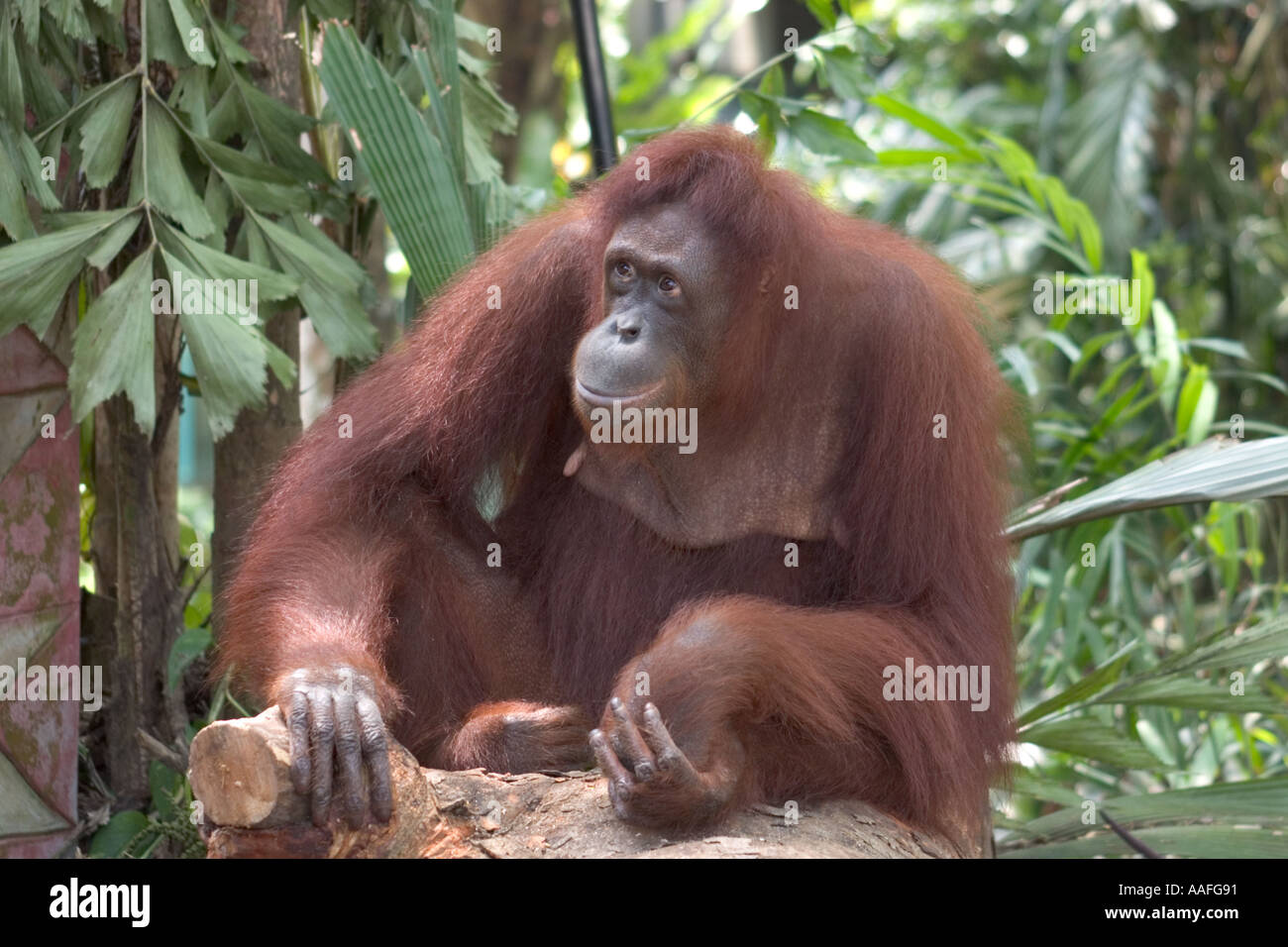 Orang Outan High Resolution Stock Photography And Images Alamy Orang Outan High Resolution Stock Photography And Images Alamy