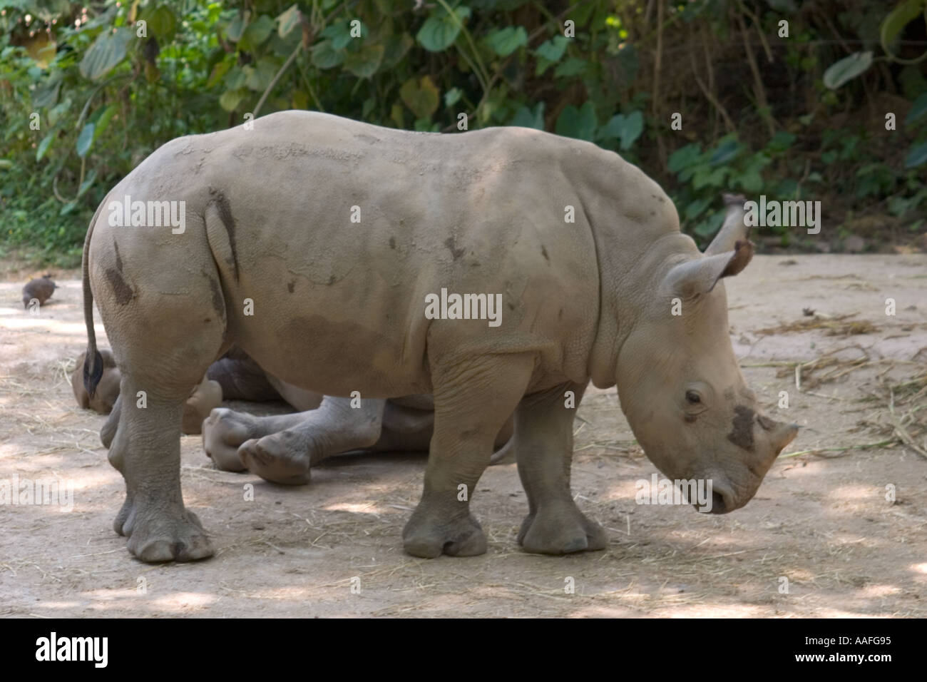 Rhinocerous at Singapore Zoo Stock Photo