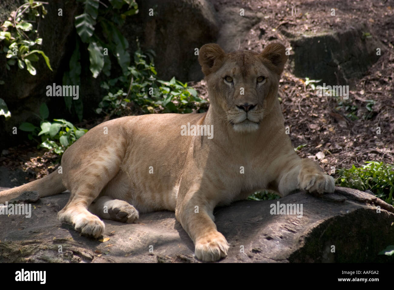 Lion at Singapore Zoo Stock Photo Alamy