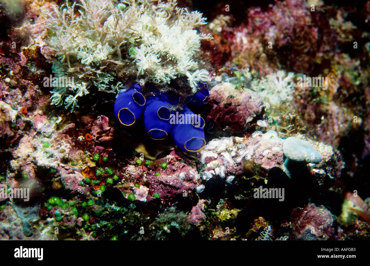 Bright blue sea squirt Rhopalaea crassa and mixed corals Panglao Island Bohol Visayas Philippines Pacific Ocean Stock Photo