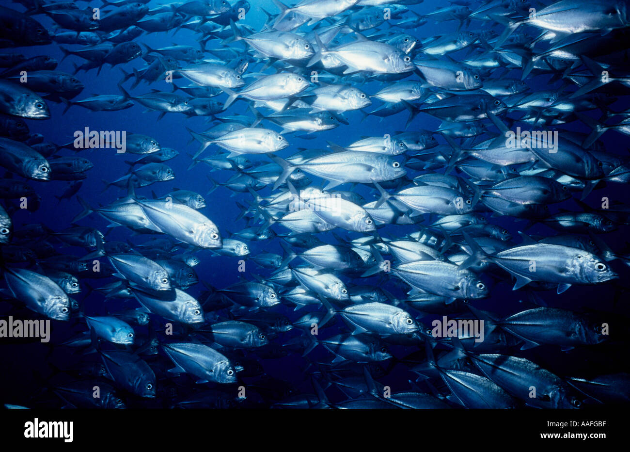 Balicasag Island Stock Photos & Balicasag Island Stock Images - Alamy