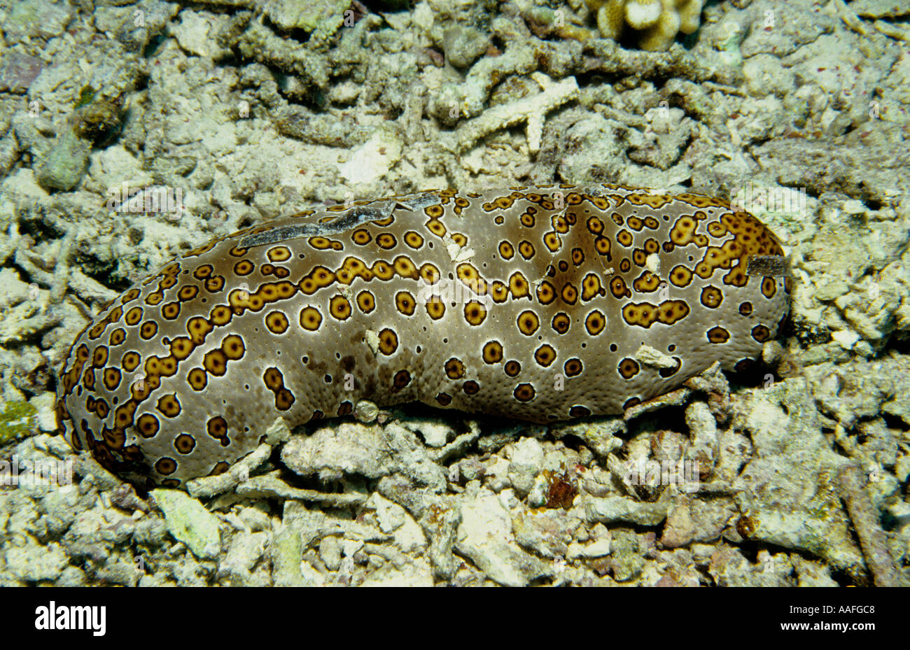Leopardfish sea cucumber Bohadschia argus Pulau Sipadan Sabah Borneo Malaysia When agitated will eject sticky and toxic Cuverian Stock Photo