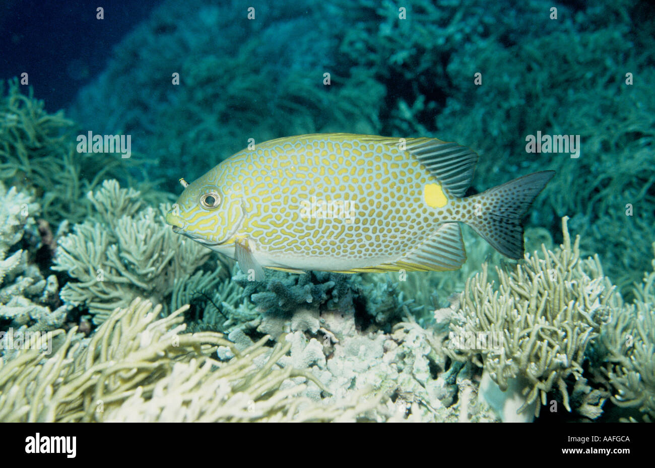Golden Rabbitfish Siganus guttatus Pulau Sipadan Sabah Borneo Malaysia Pacific Ocean Stock Photo