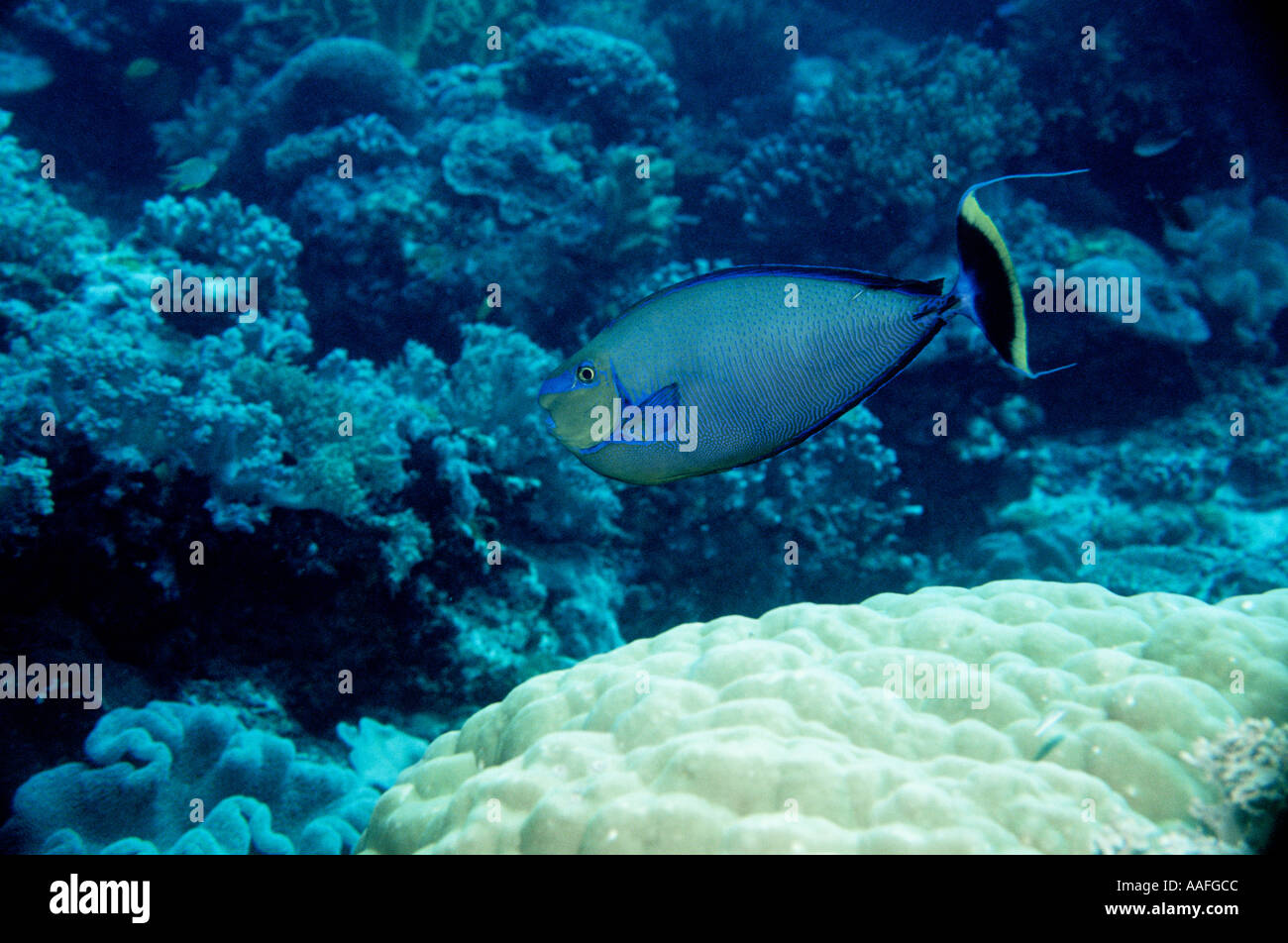Vlaming s Unicornfish Naso vlamingii Pulau Sipadan Sabah Borneo Malaysia Pacific Ocean Celebes Sea Stock Photo