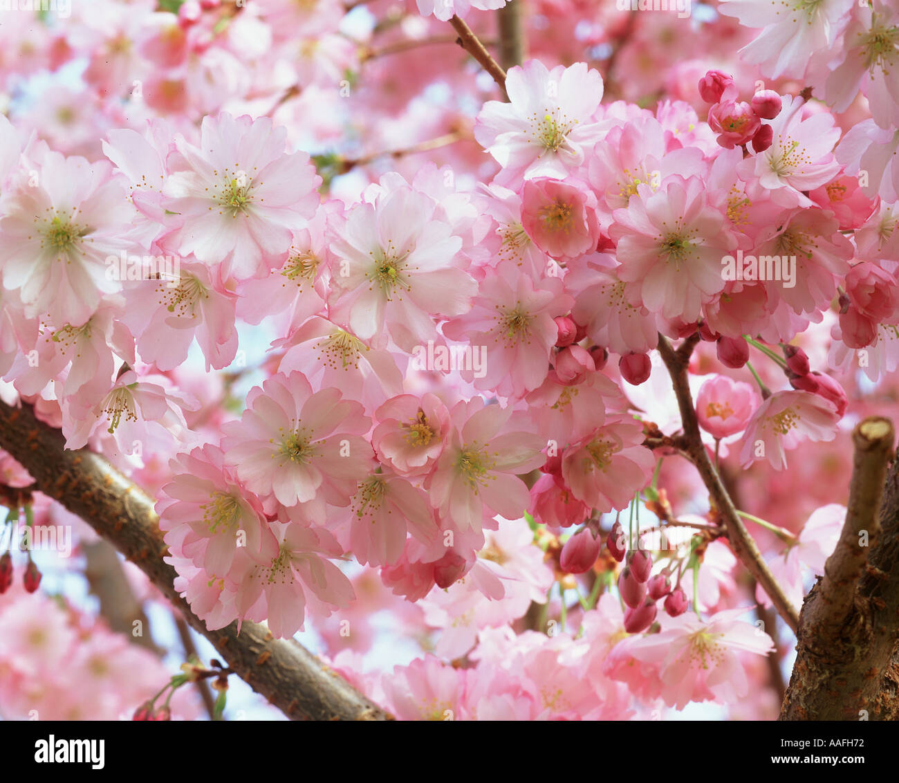 Pink flowers cherry blossoms in hi-res stock photography and images - Alamy