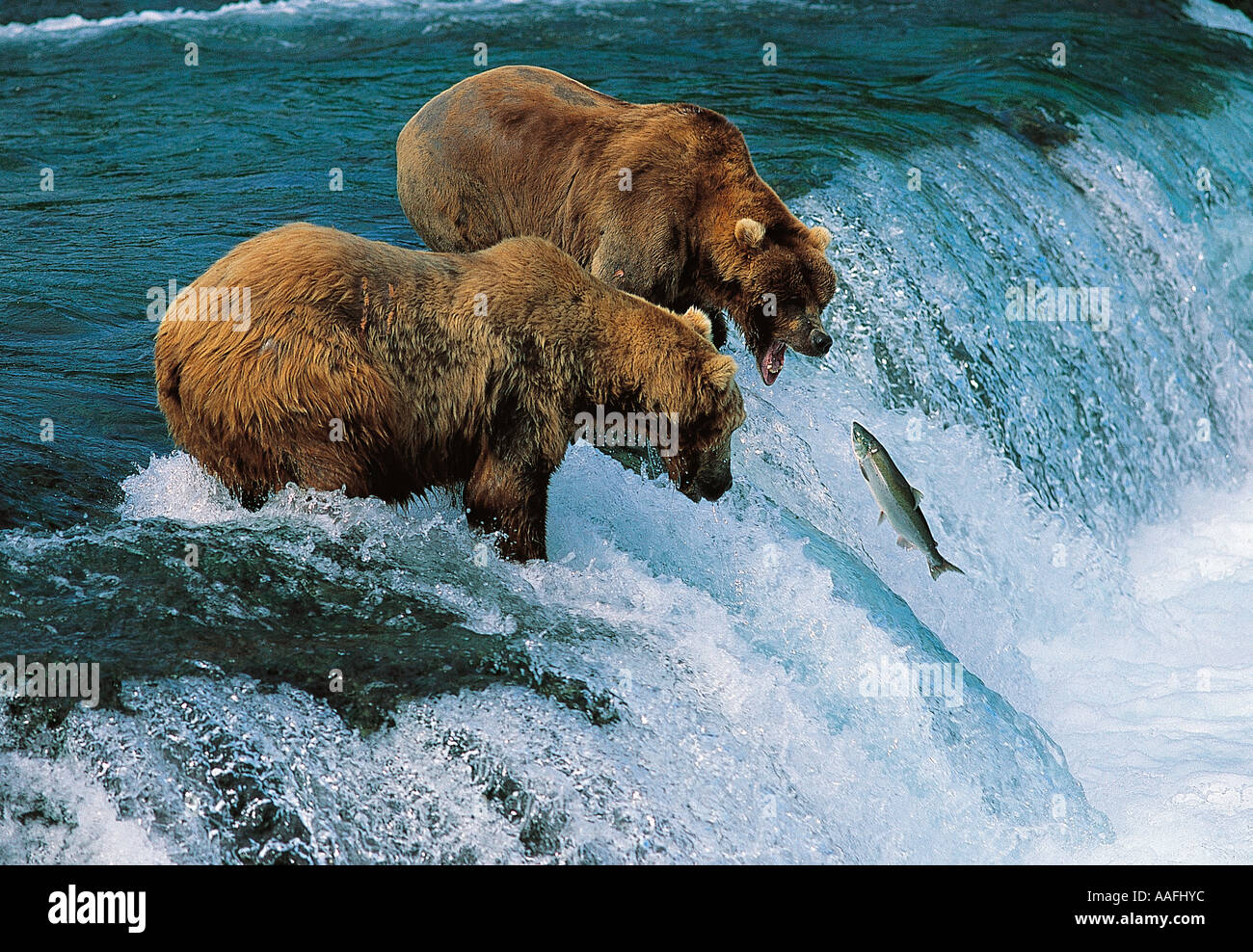 Brown Bears catching salmon Brooks Falls Katmai National Park Alaska