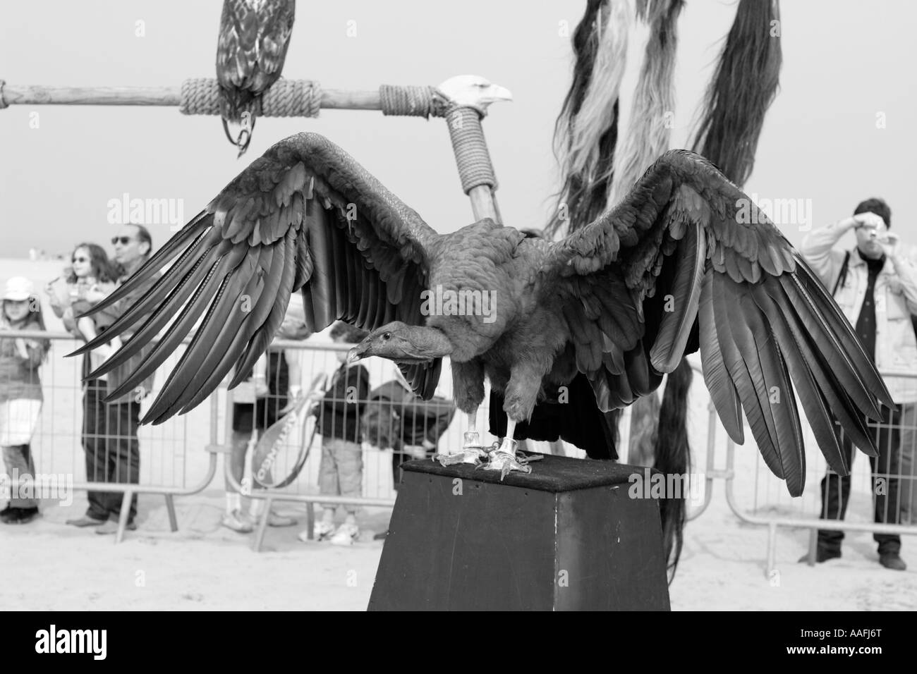 Big vulture bird Black and White Stock Photos & Images - Alamy