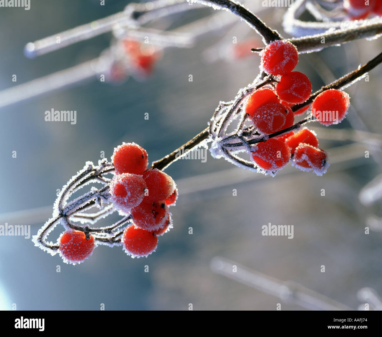 red berries covered with frost Stock Photo - Alamy