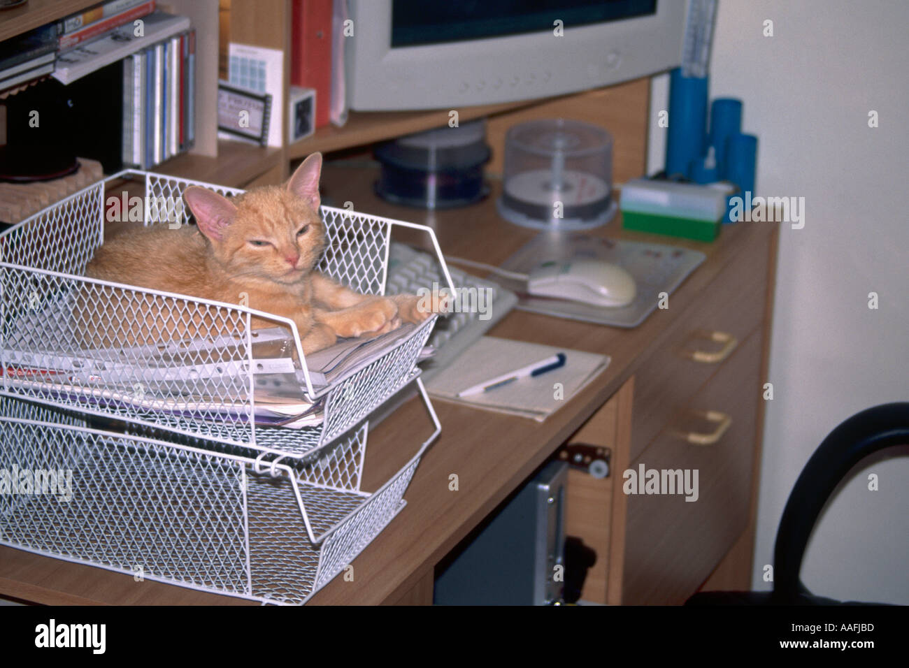 Young red mackerell tabby kitten sleeping in in tray on computer desk Stock Photo