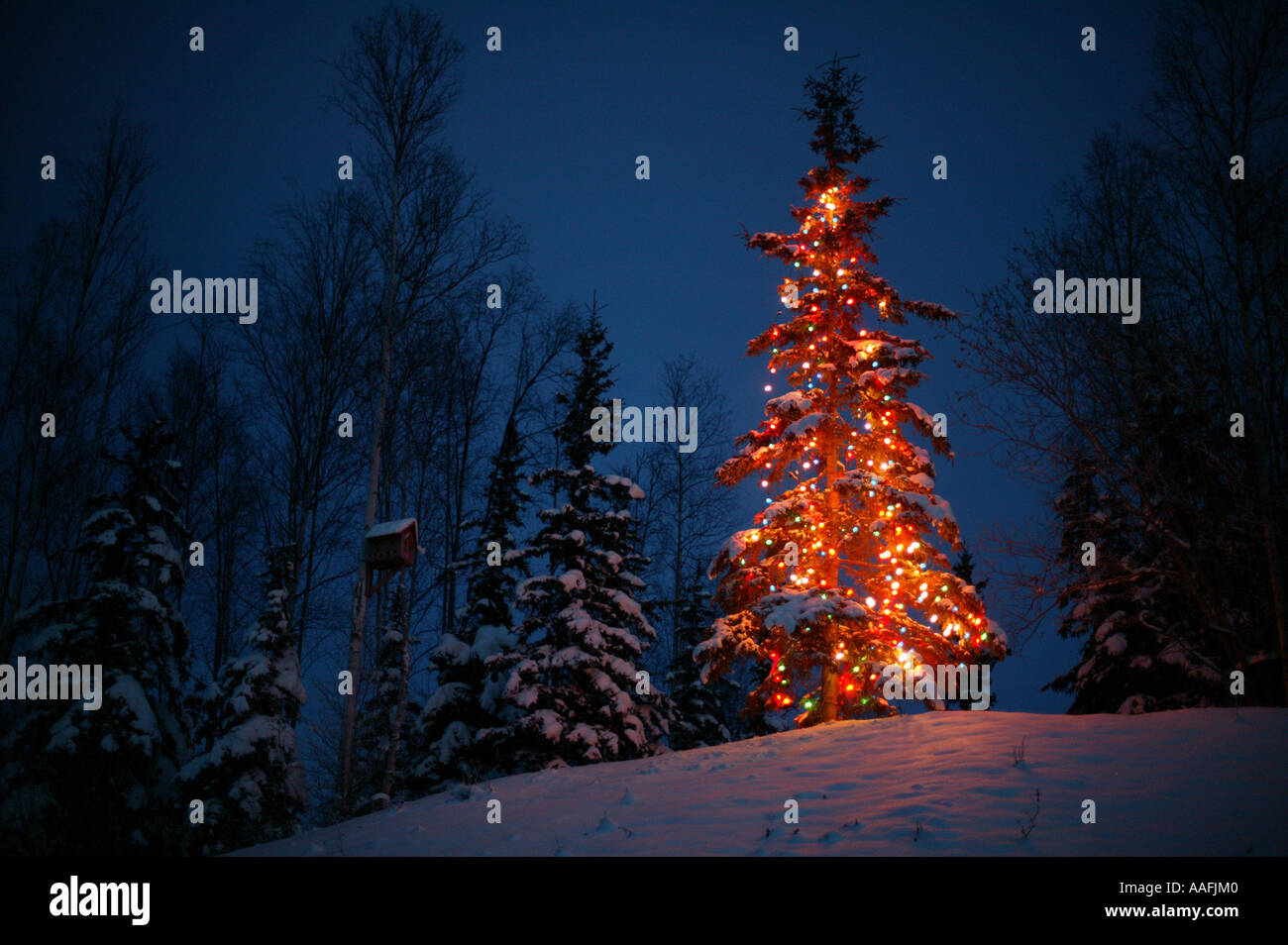 Lighted Christmas tree outside next to bird house @ night Southcentral Alaska Winter Mat-Su Valley Stock Photo