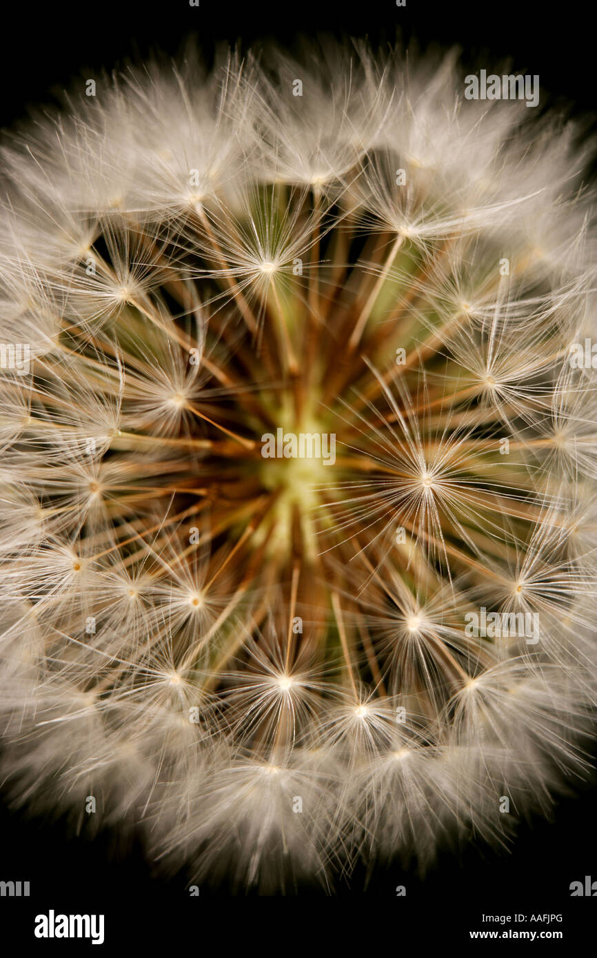 Dandelion Seed Head Stock Photo