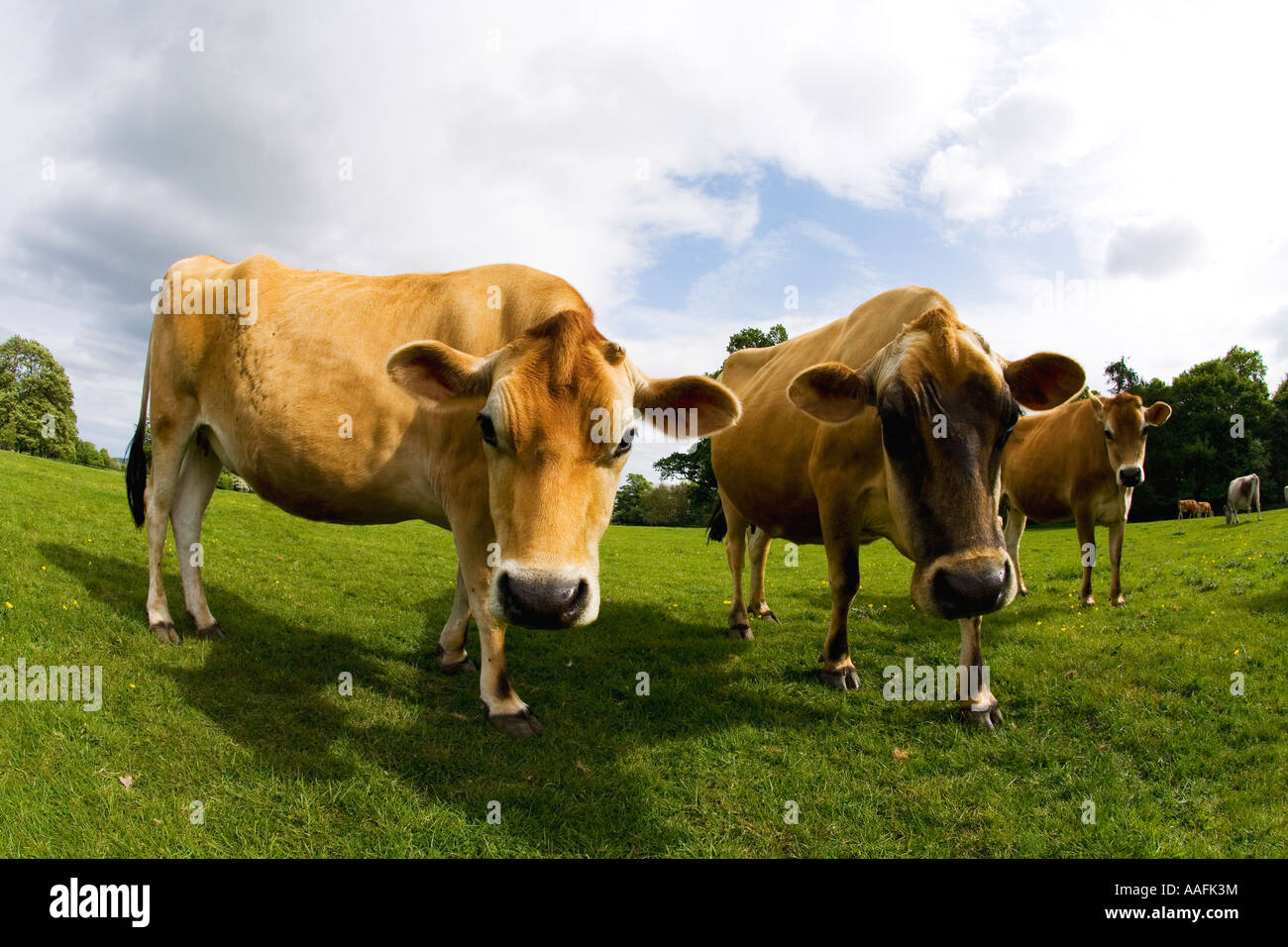Jersey cows in english meadow in summer sun with blue sky and white clouds England Great Britain GB UK United Kingdom Stock Photo