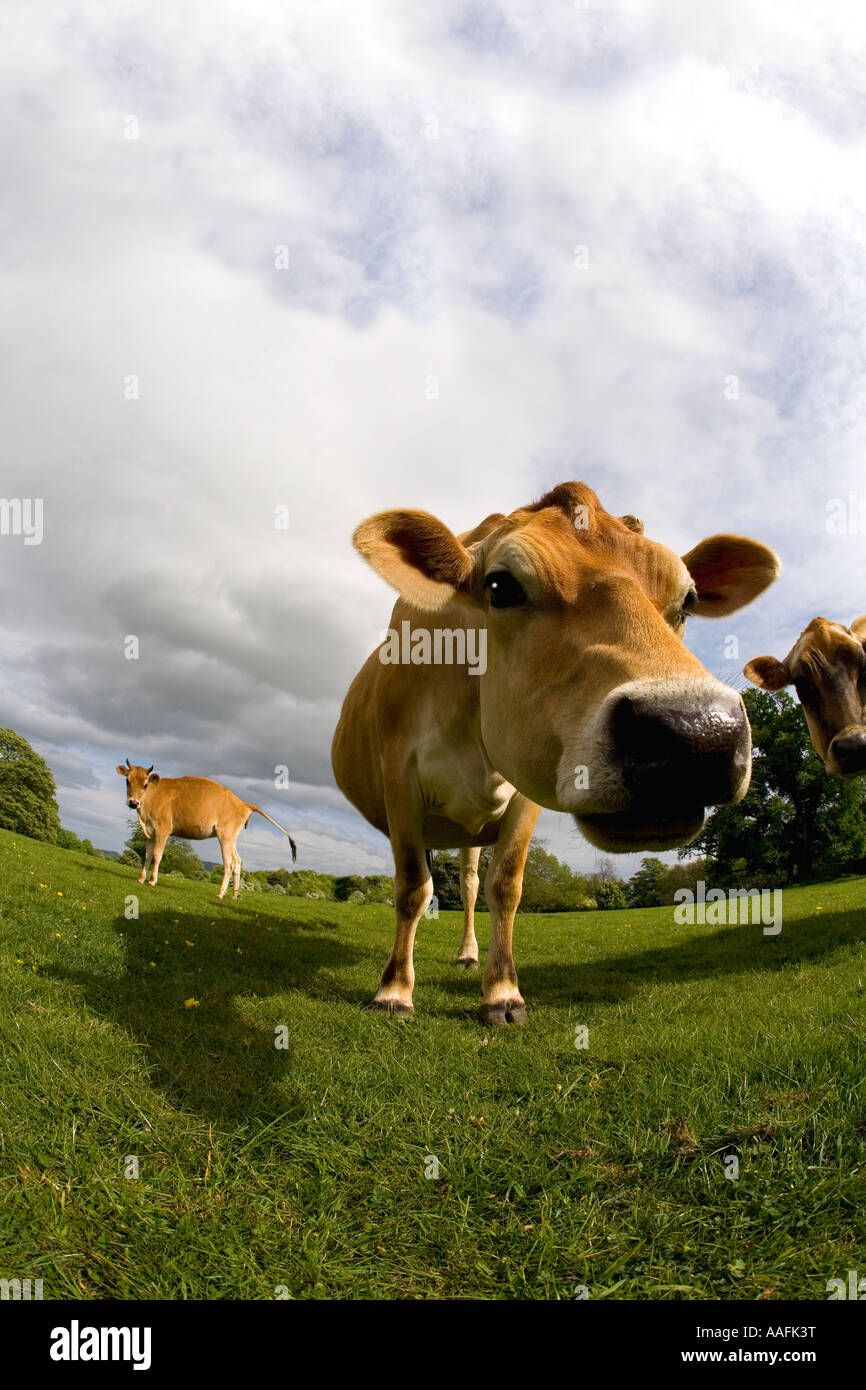 Jersey cow in english meadow summer sun blue sky England Great Britain GB UK United Kingdom EU Stock Photo