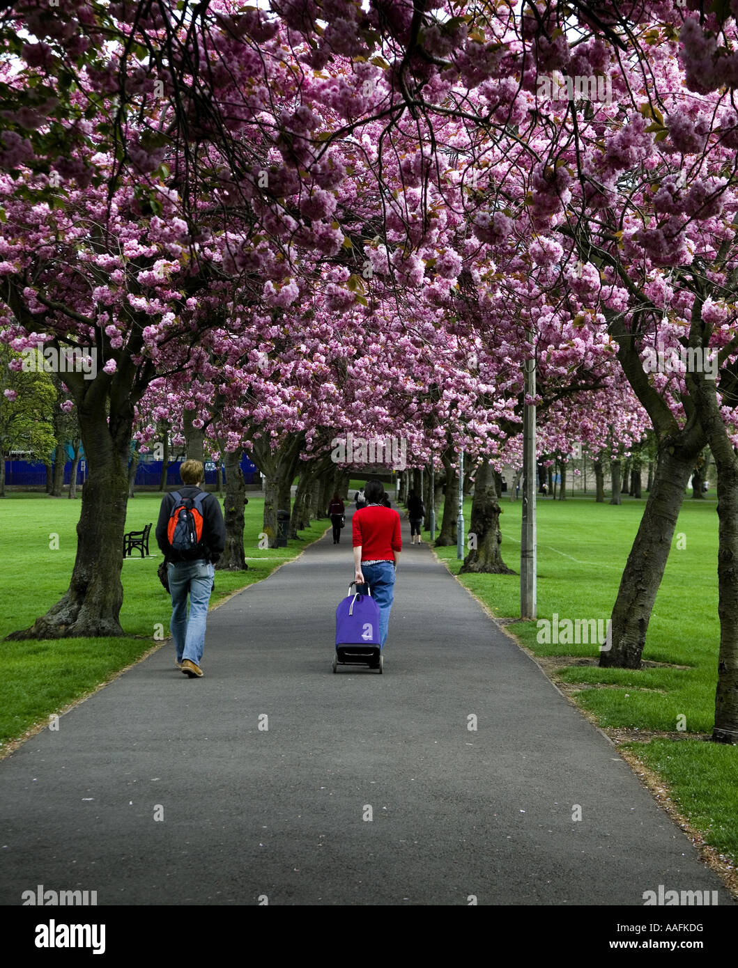 Two pedestrians one with luggage walk under Pink Cherry blossom trees over a pathway in Edinburgh Scotland, Europe Stock Photo