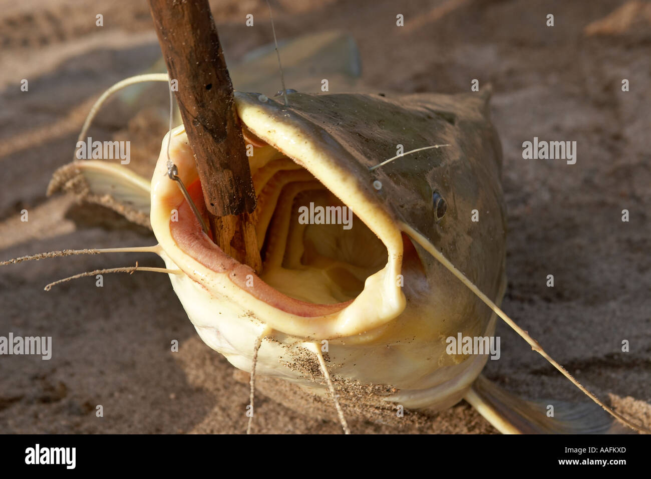 Catfish with mouth held open caught in Blue Nile on SES Scientific