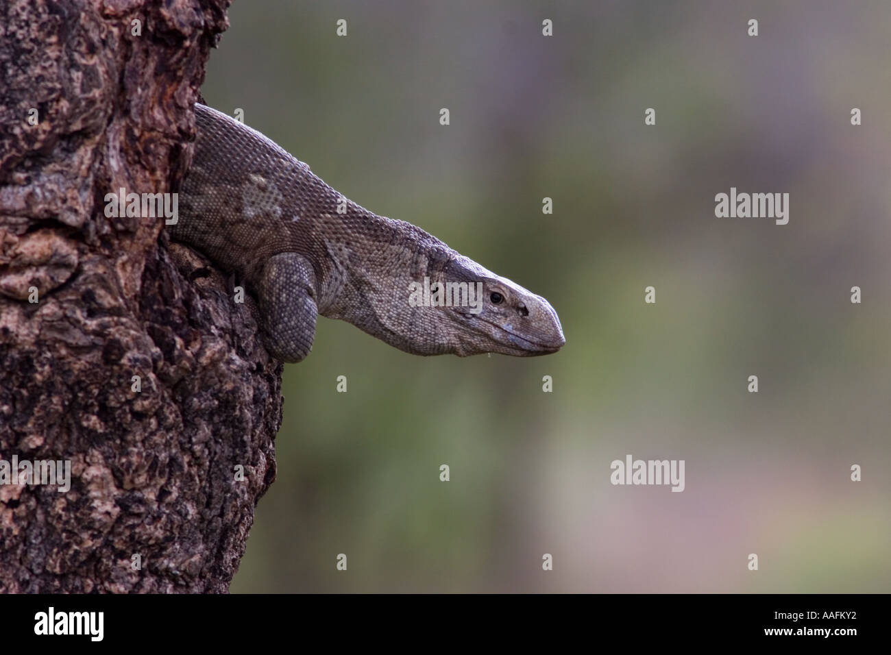 Rock monitor peeping out of tree Stock Photo