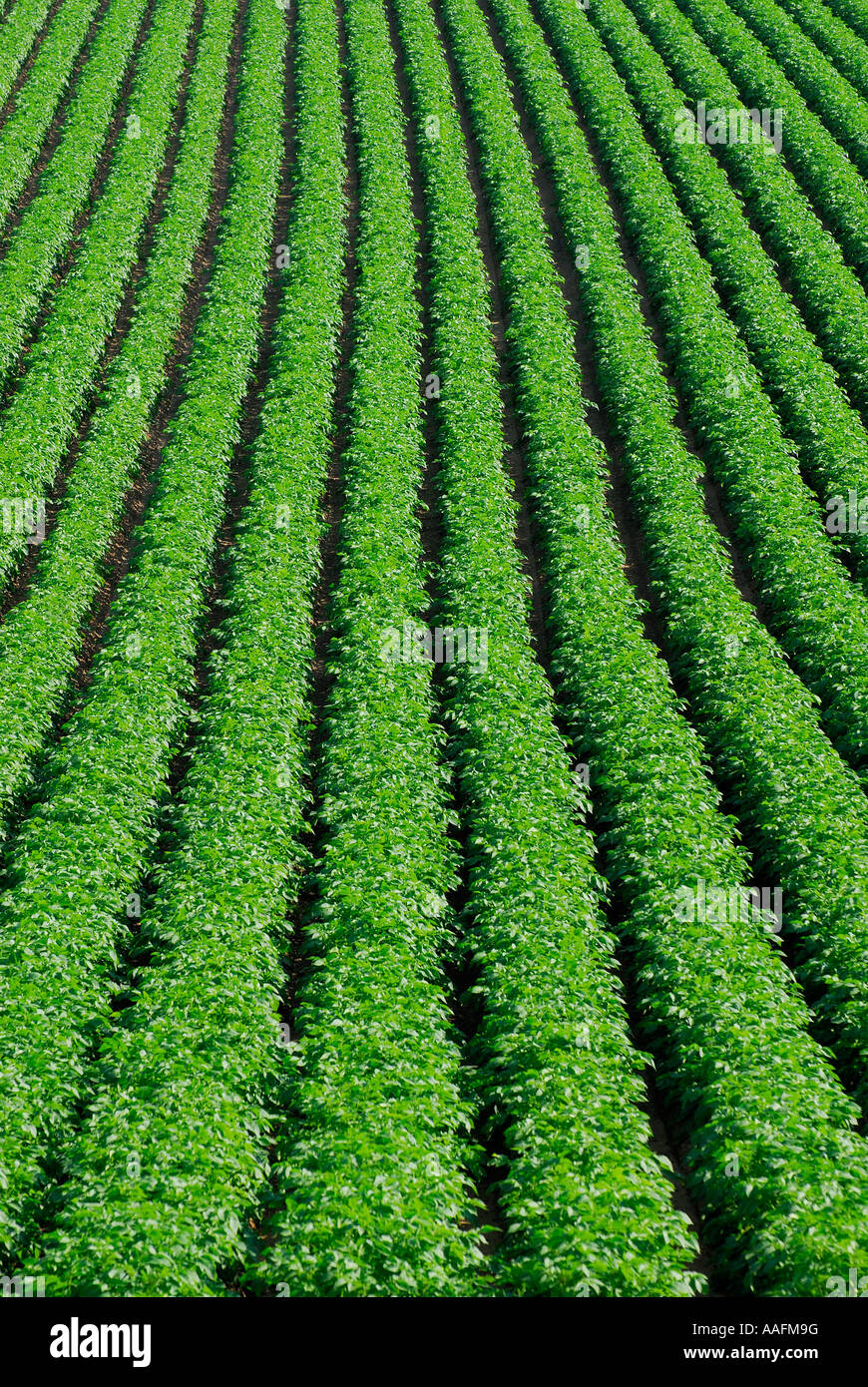 potato crop in norfolk, england Stock Photo