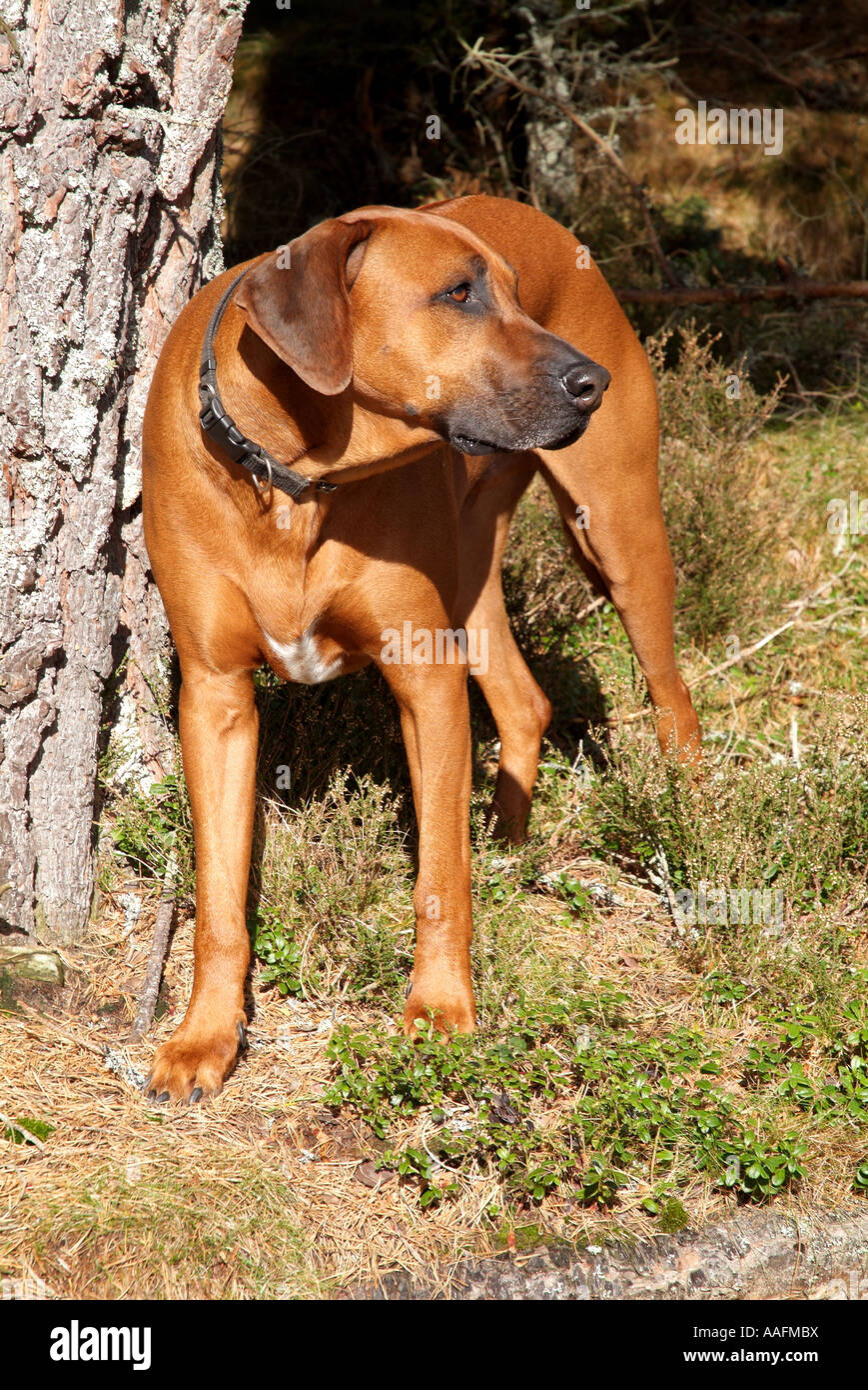 Rhodesian ridgeback hunt High Resolution Stock Photography and Images Alamy
