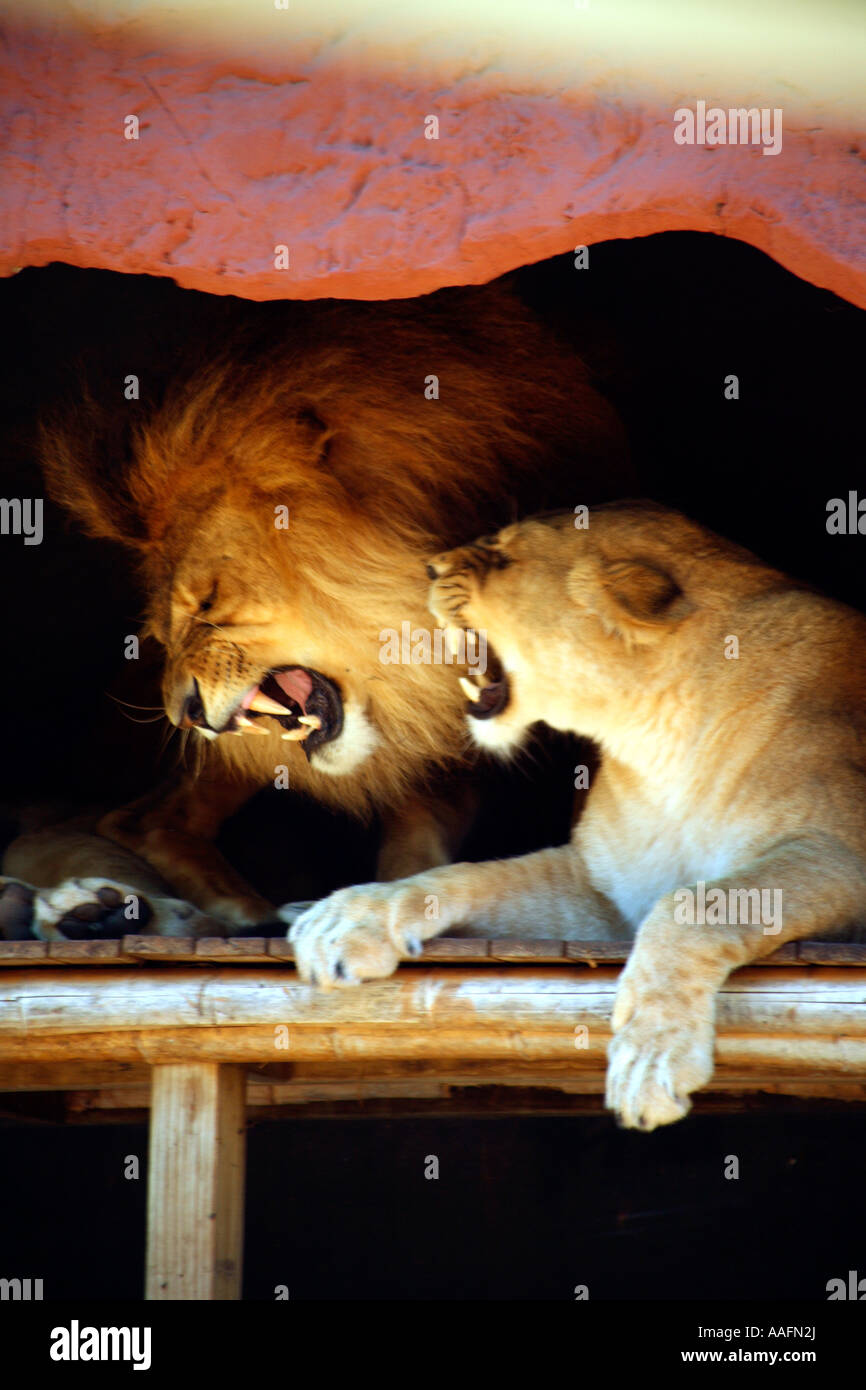 Lions at Taronga Zoo, Sydney Stock Photo