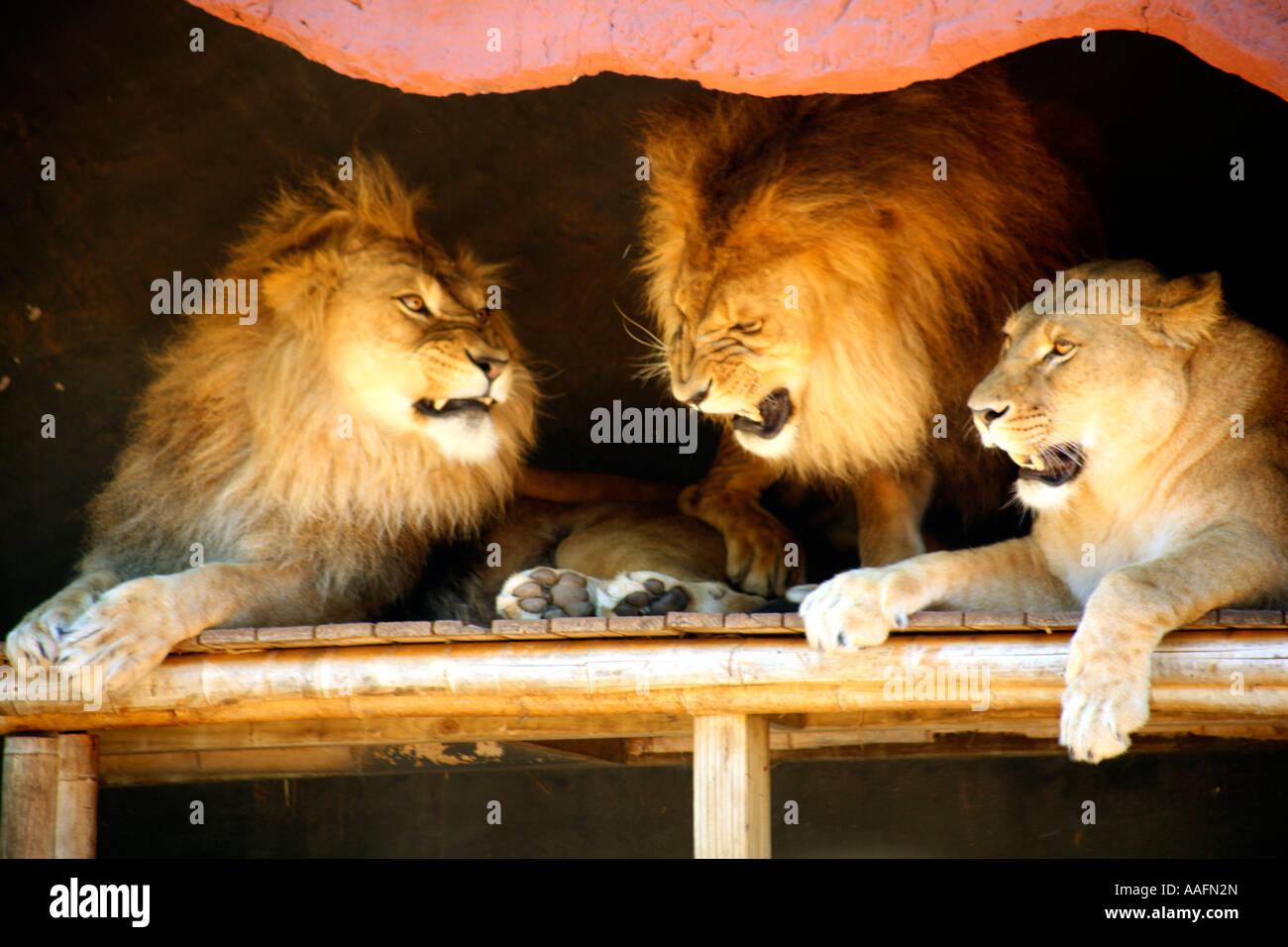 Lions at Taronga Zoo, Sydney Stock Photo