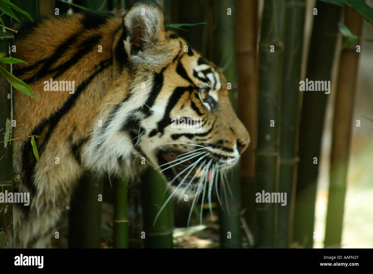 Sumatran Tiger at Tarong Zoo, Sydney Australia Stock Photo