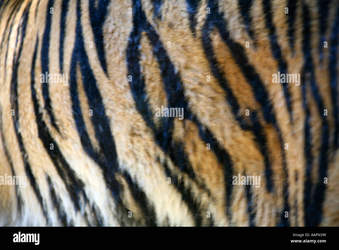 Close up of the fur of a Sumatran Tiger Stock Photo