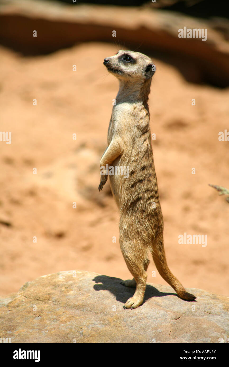 A rat king hi-res stock photography and images - Alamy