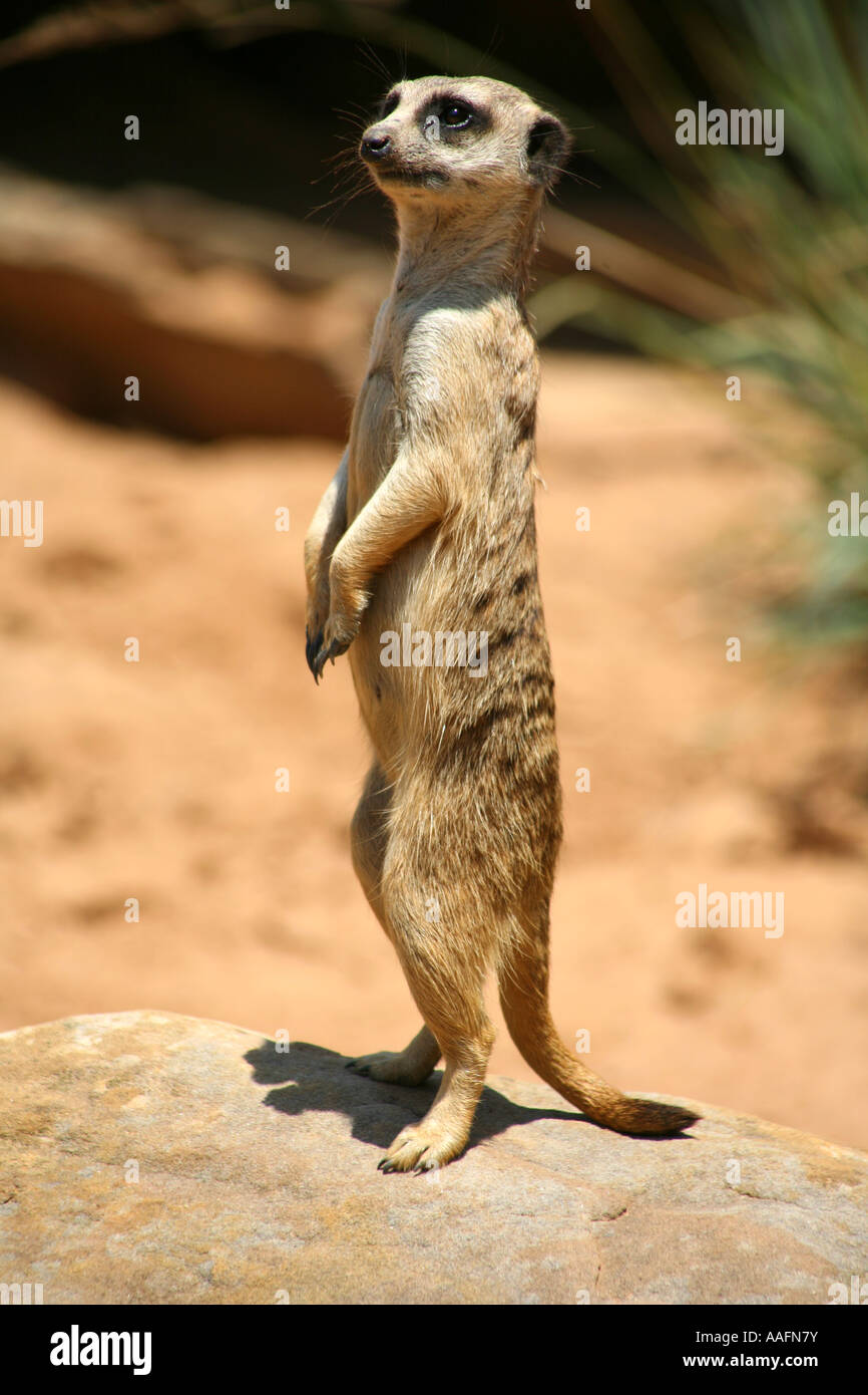 Meerkat on watch at Taronga Zoo, Sydney, Australia Stock Photo