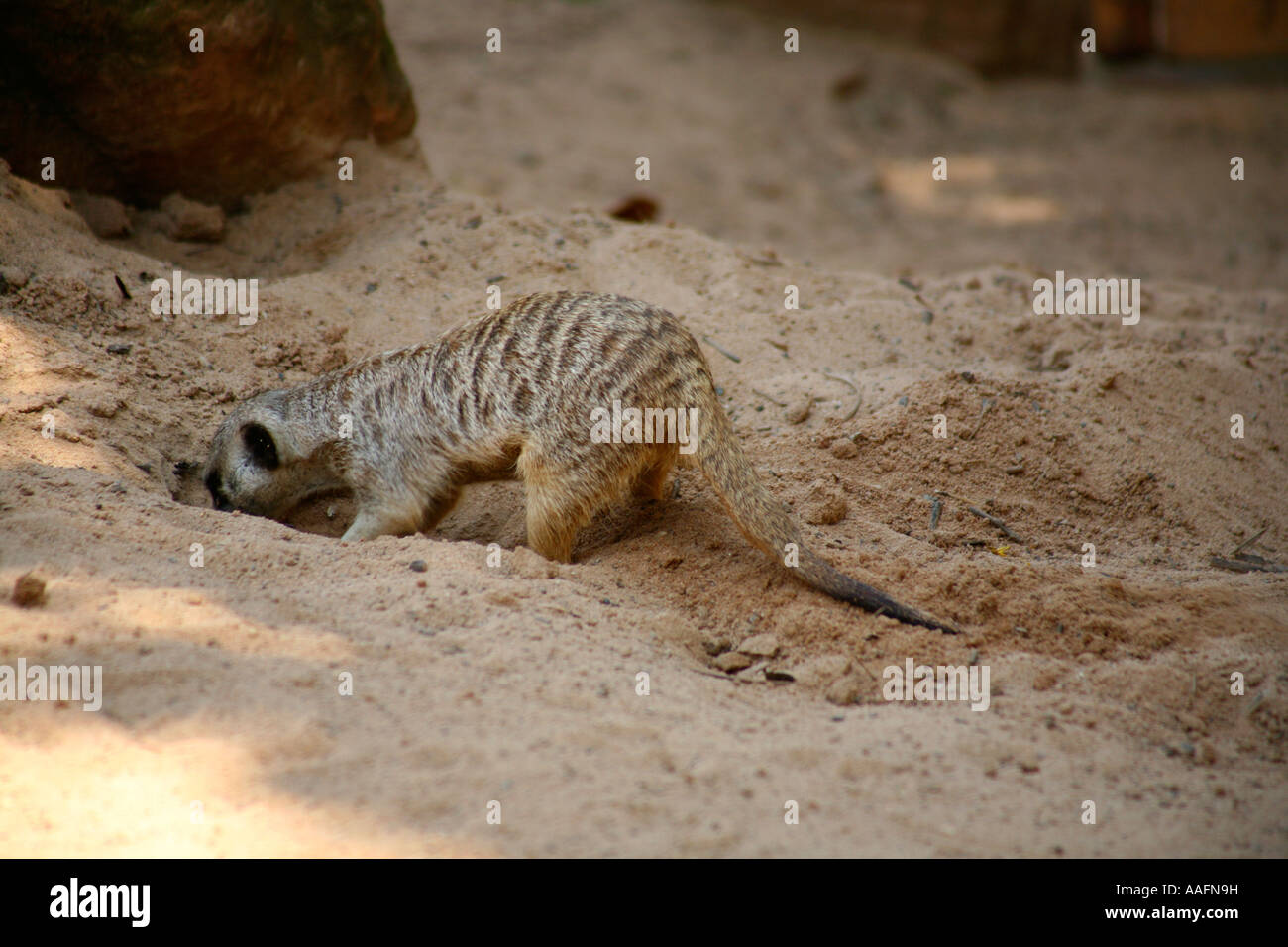 Meerkats burrowing at Taronga Zoo, Sydney, Australia Stock Photo