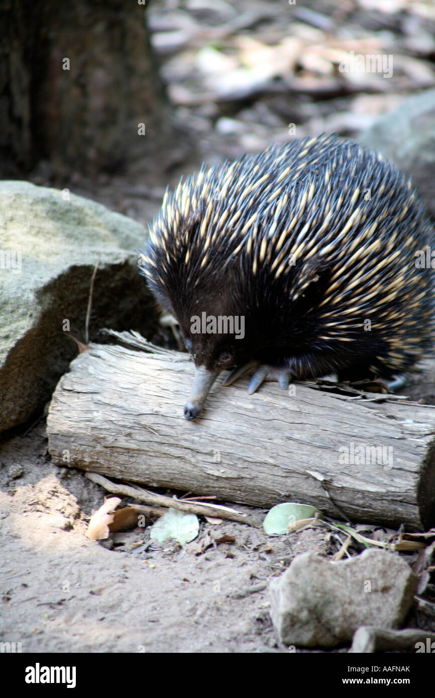Echidna hi-res stock photography and images - Alamy