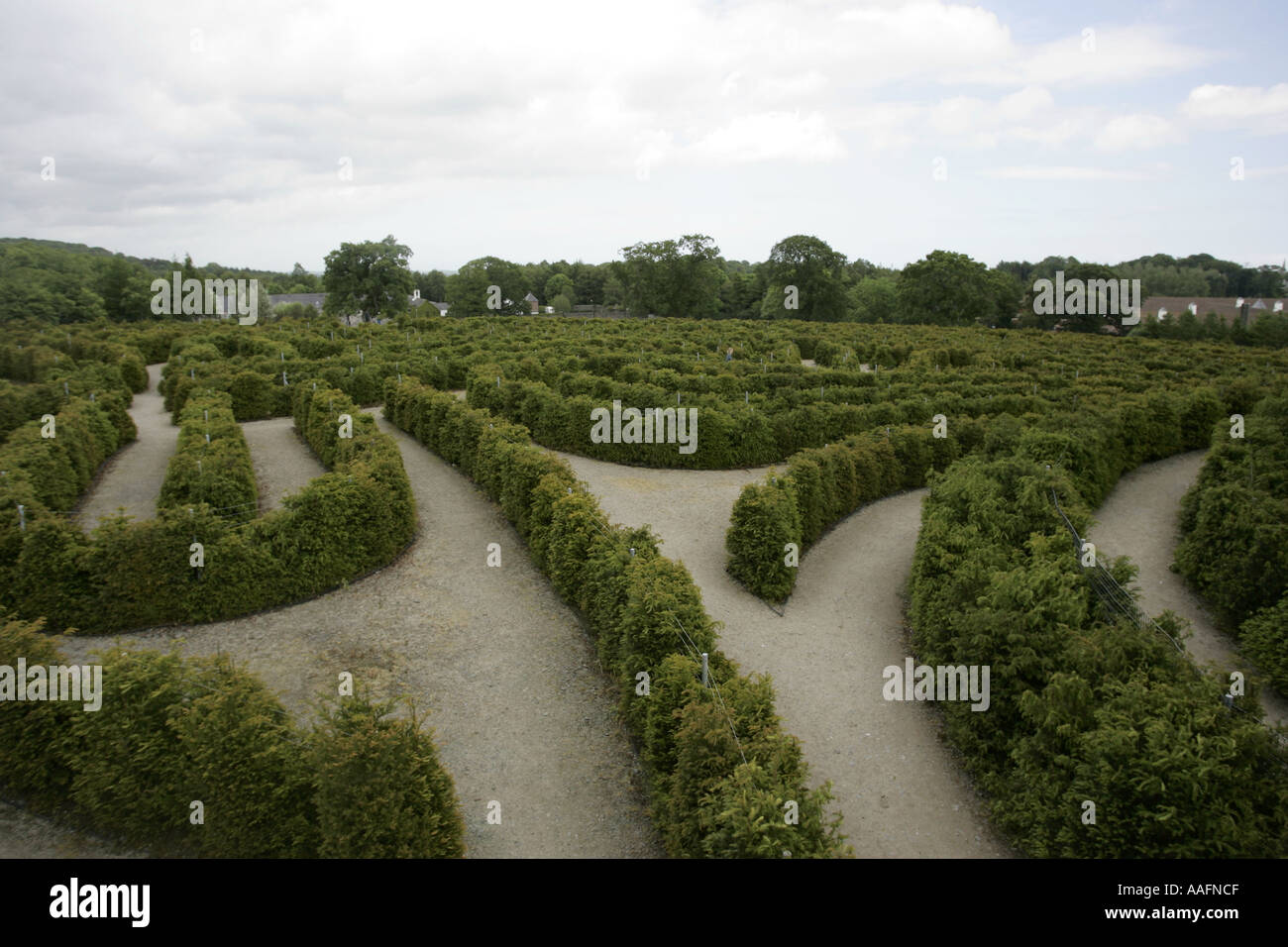 The Peace Maze Castlewellan forest park county down northern ireland Stock Photo