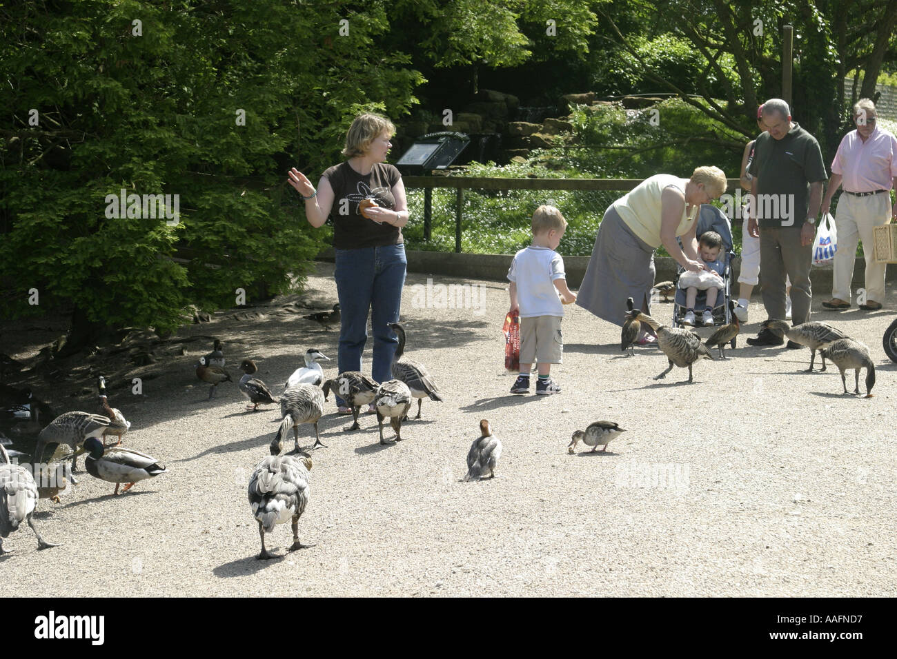 Visitors feeding ducks and geese castle espie wildfowl and wetlands trust county down northern ireland Stock Photo